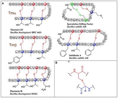 Current Advancements in Sactipeptide Natural Products